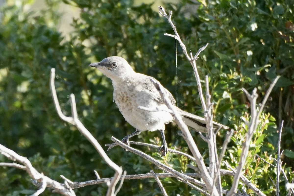 House Finch - ML638486912