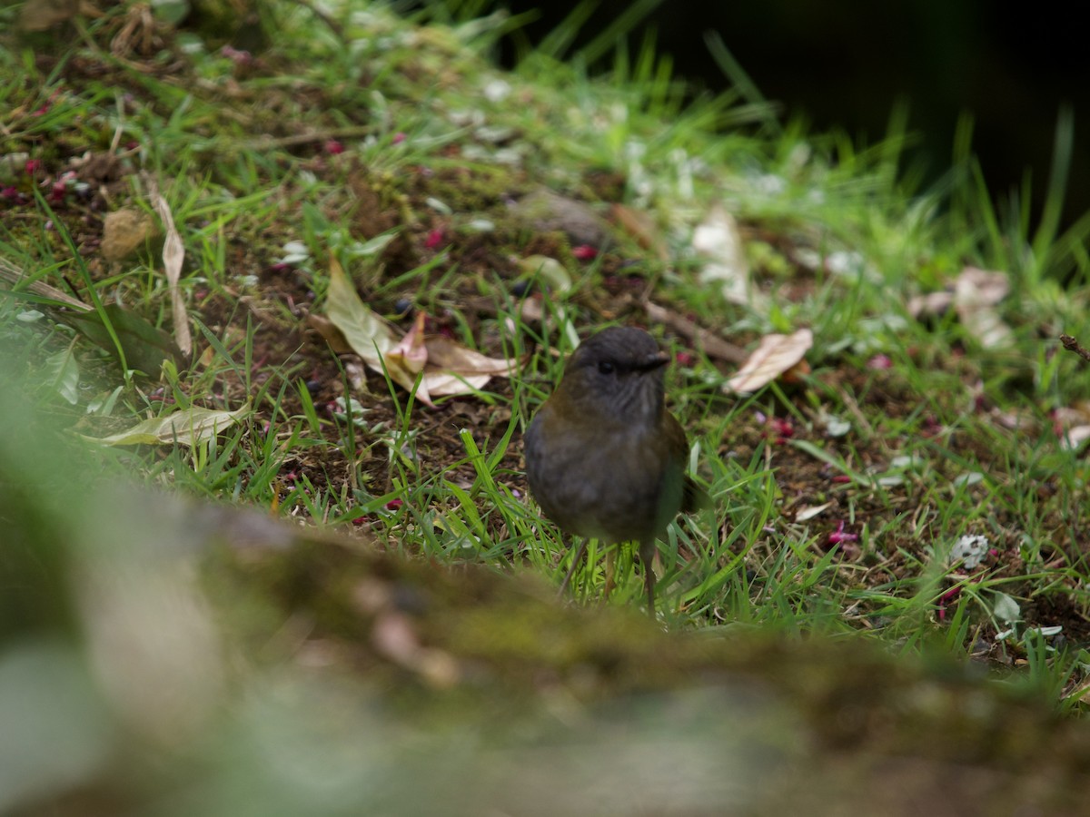 Black-billed Nightingale-Thrush - ML638486927