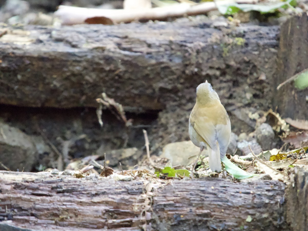 Black-billed Nightingale-Thrush - ML638486928