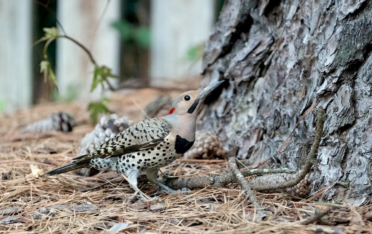 Northern Flicker - ML638486934