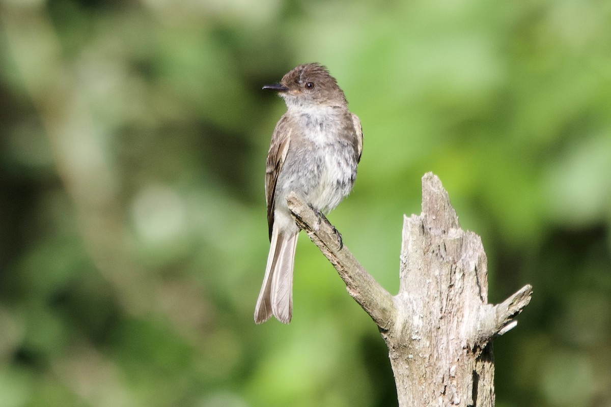 Eastern Phoebe - ML638486950