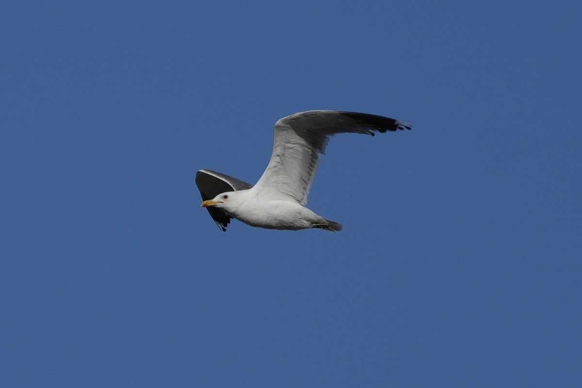 California Gull - ML638486956