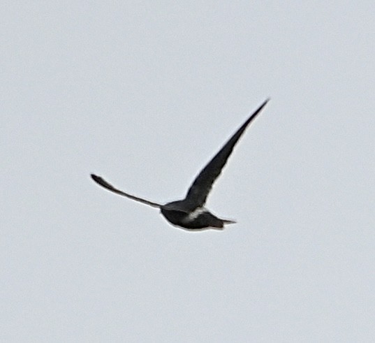 Cook's Swift - ML638486957