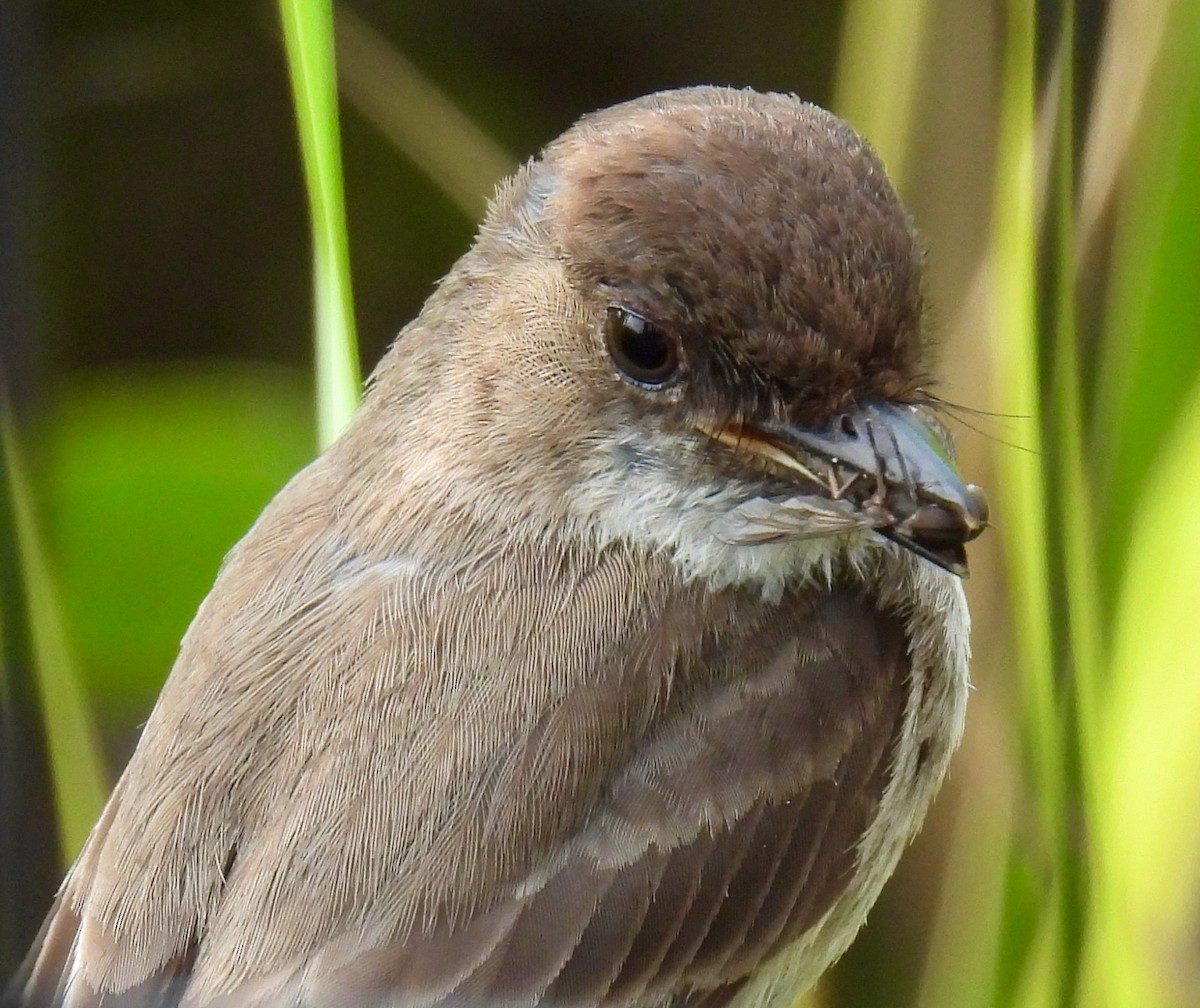 Eastern Phoebe - ML638486970