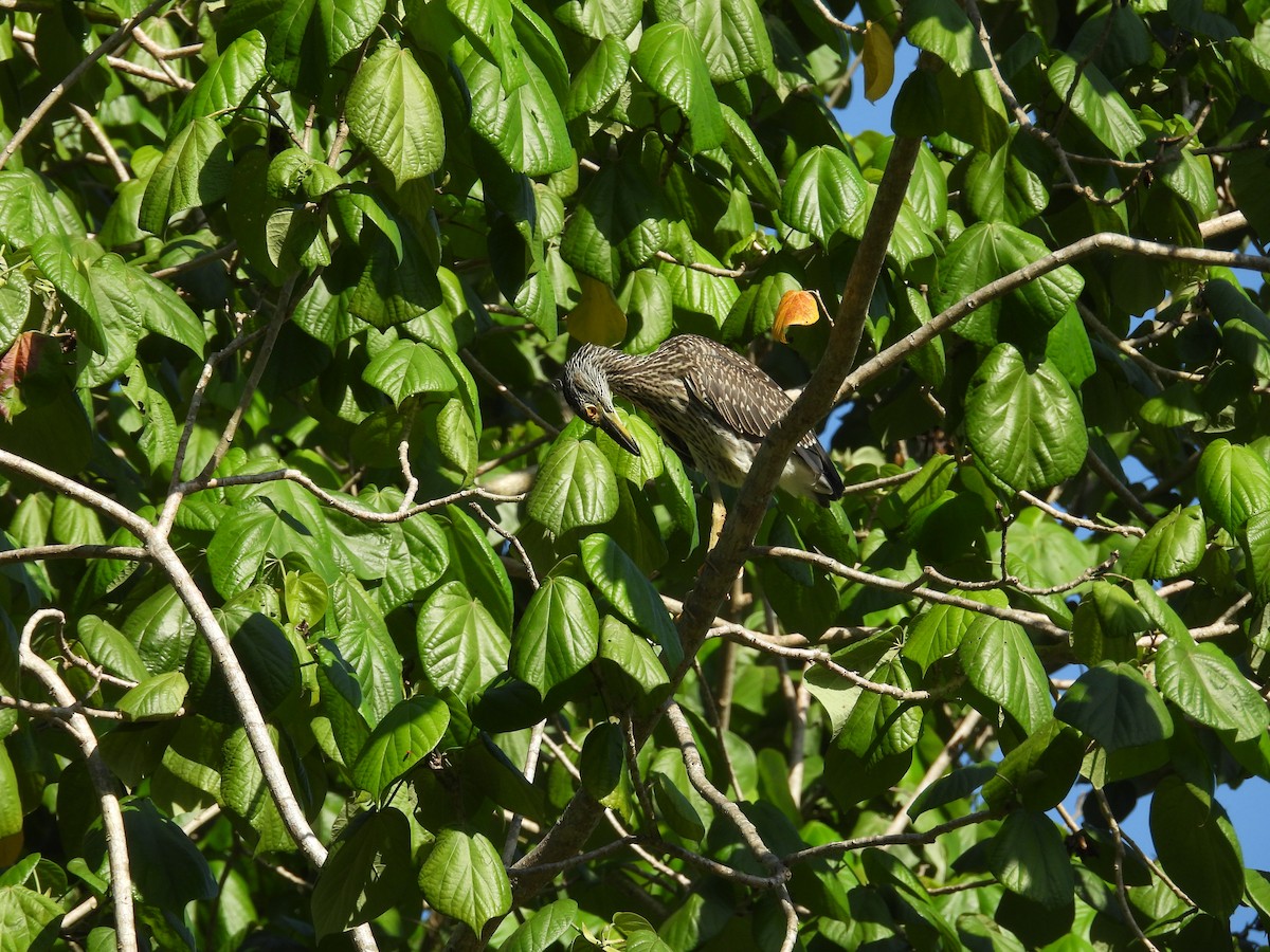 Yellow-crowned Night Heron - ML638486975
