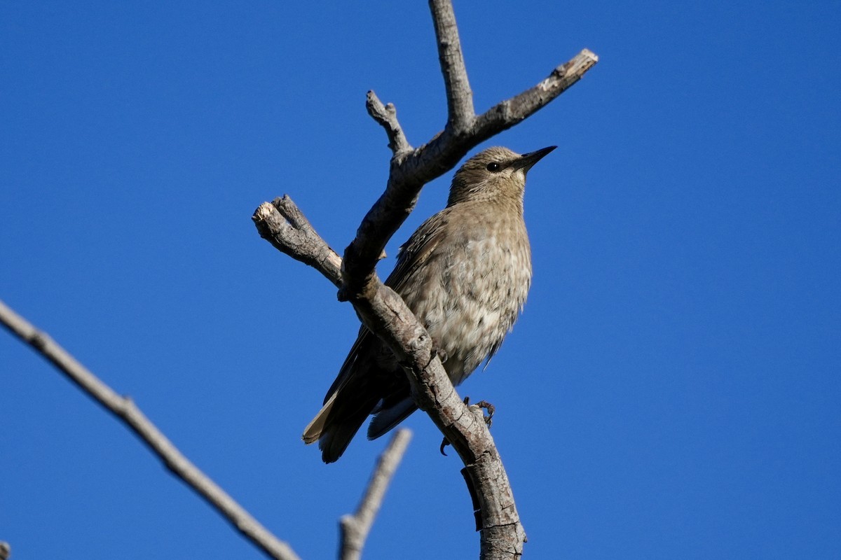 Шпак звичайний - ML638486978