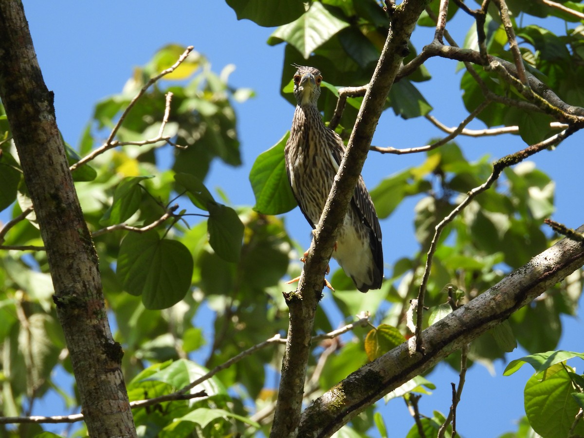 Yellow-crowned Night Heron - ML638486997