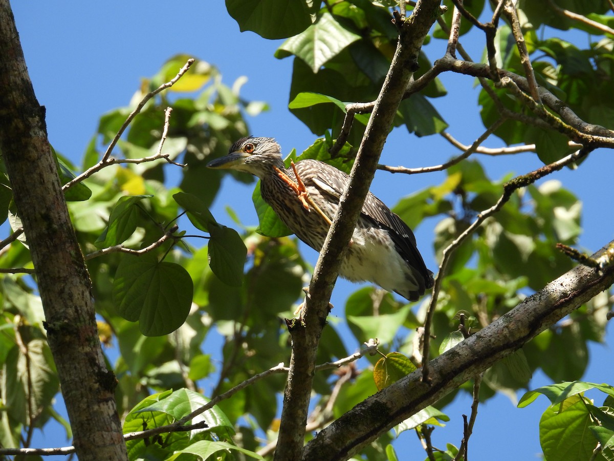 Yellow-crowned Night Heron - ML638486998