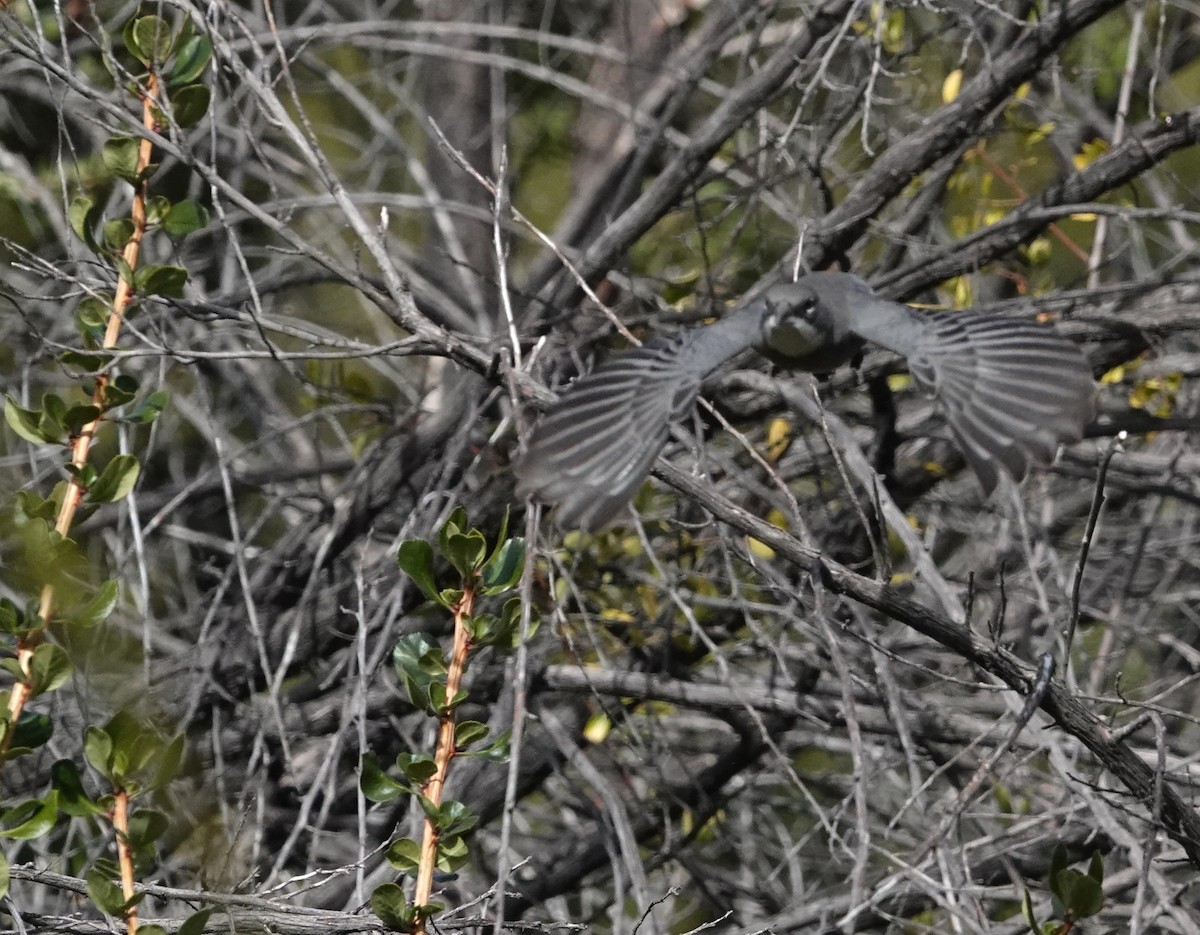 Diuca Finch - ML638487007