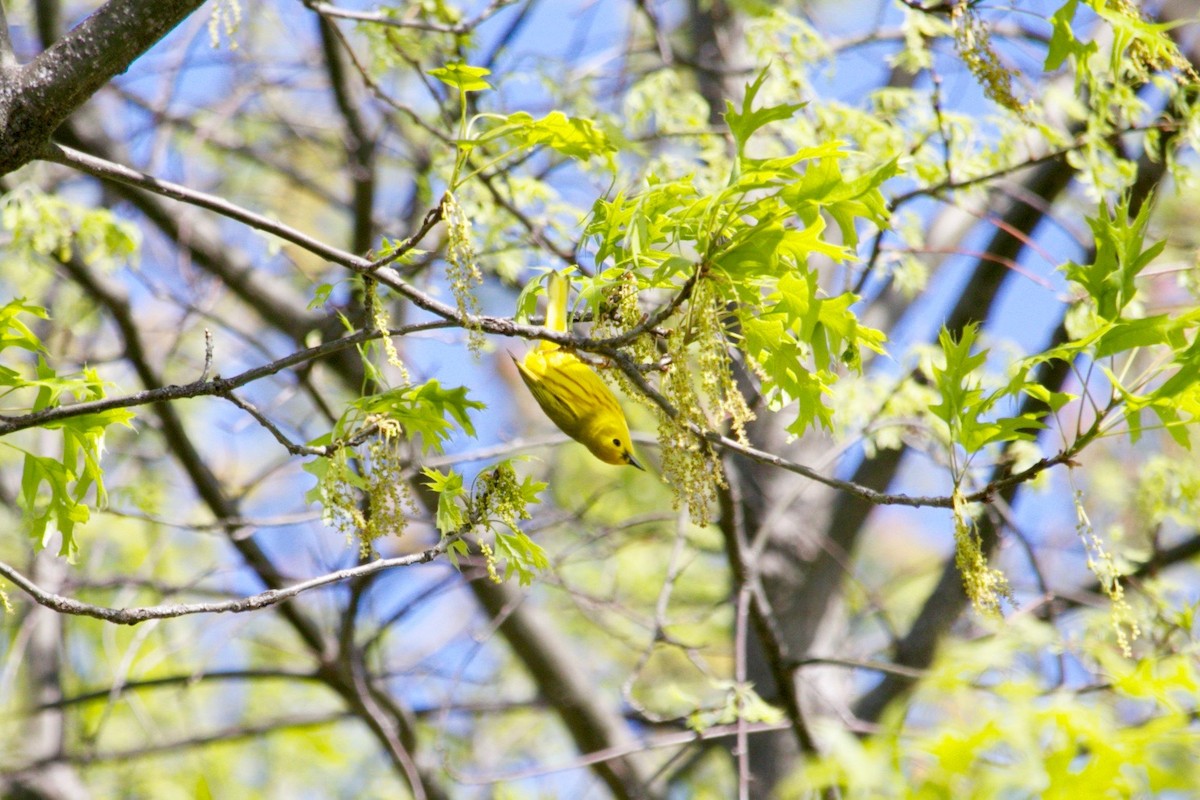 Yellow Warbler - ML638487016