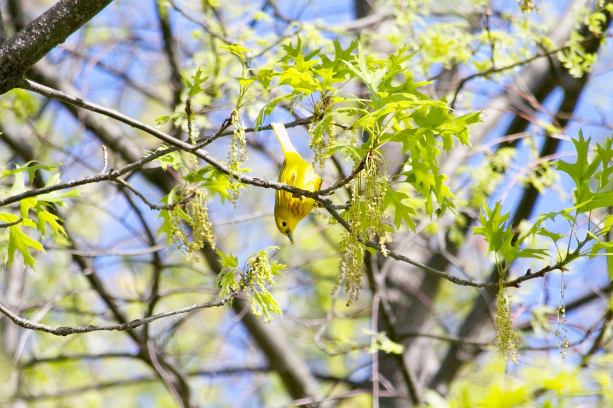 Yellow Warbler - ML638487018