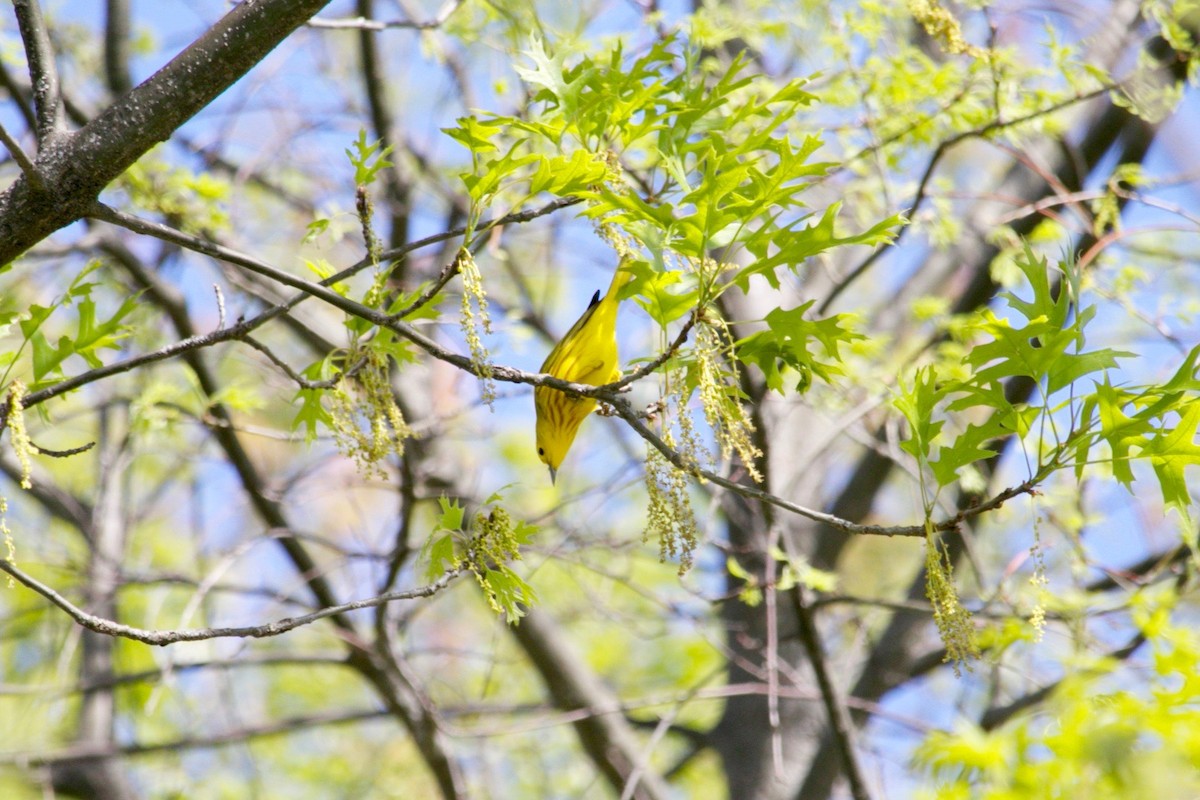 Yellow Warbler - ML638487019