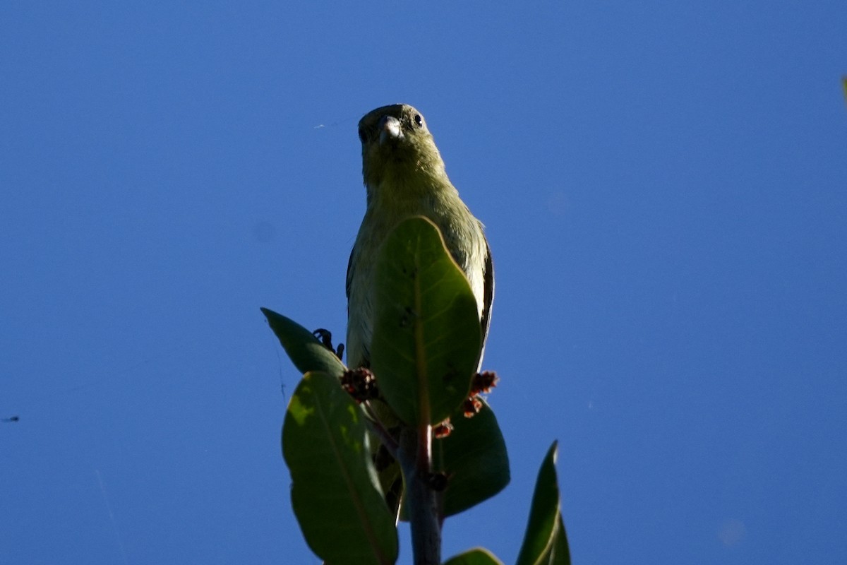Lesser Goldfinch - ML638487031