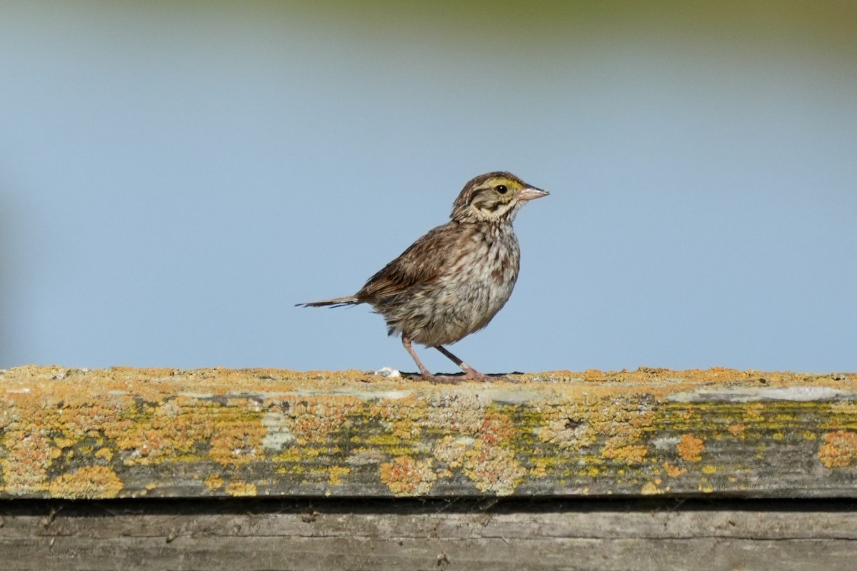 Savannah Sparrow - ML638487043