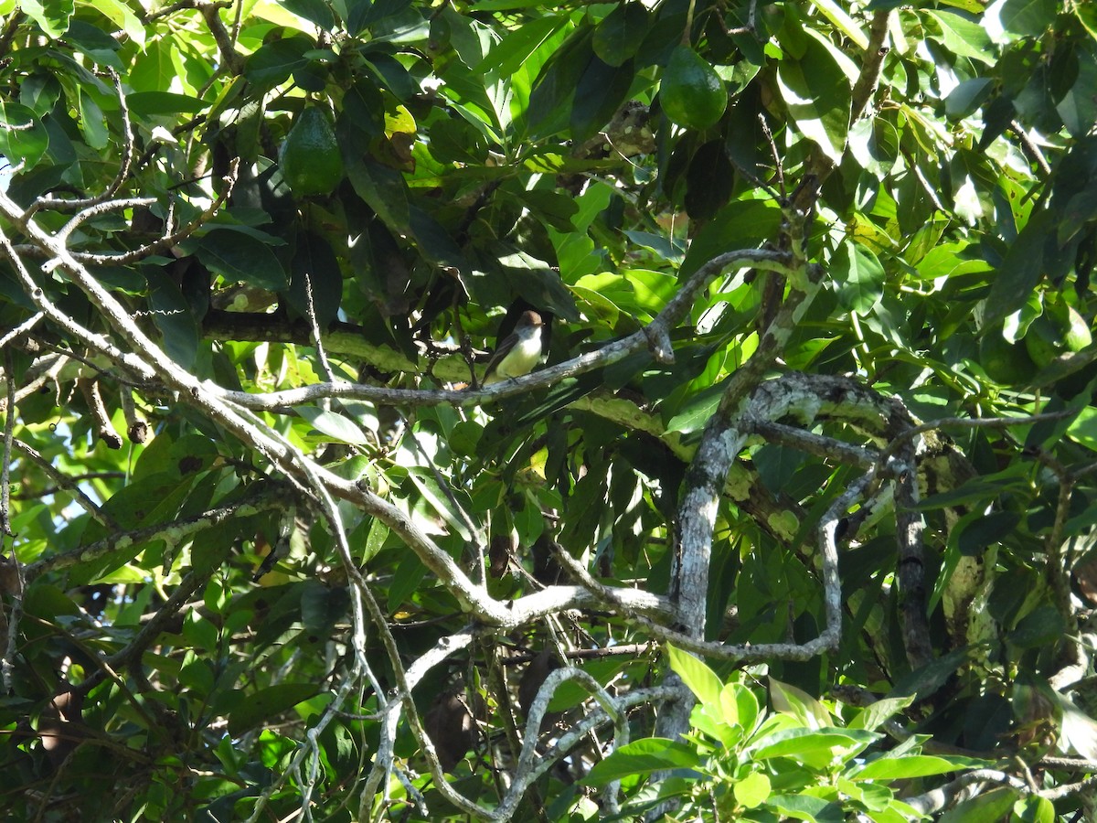 Sad Flycatcher - ML638487058