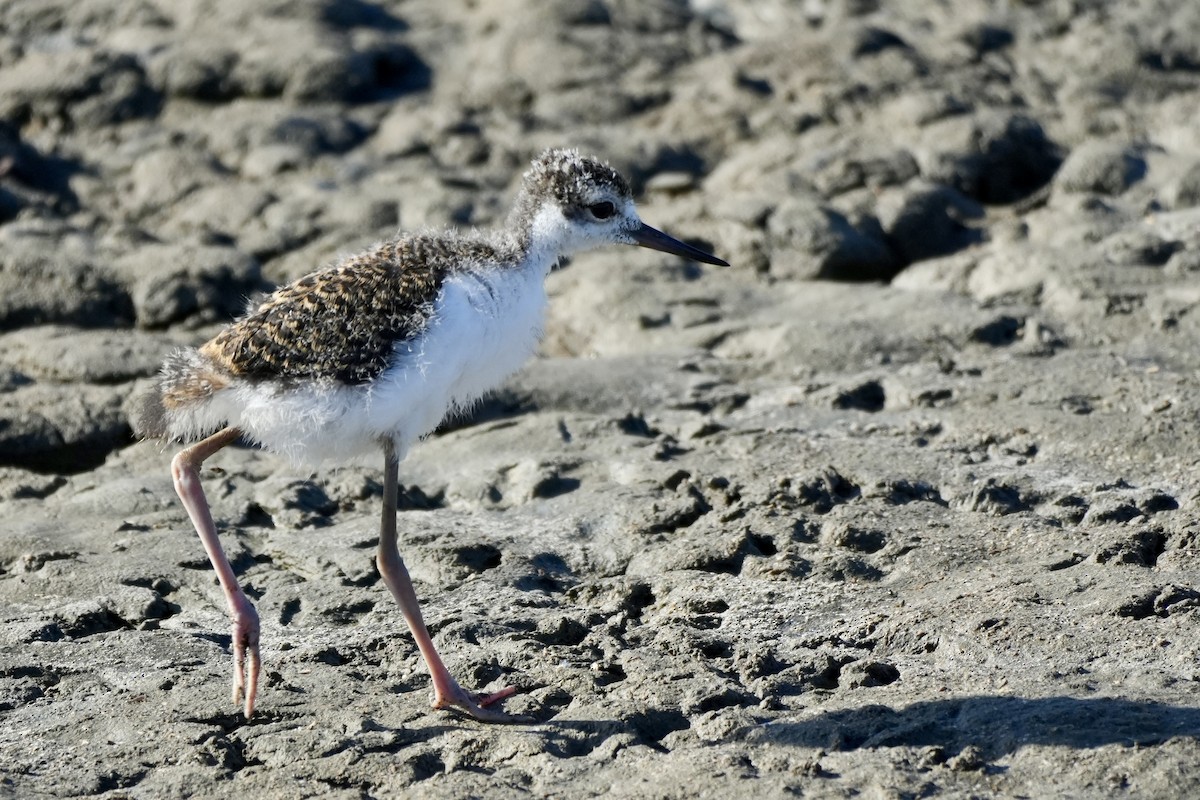 Black-necked Stilt - ML638487060