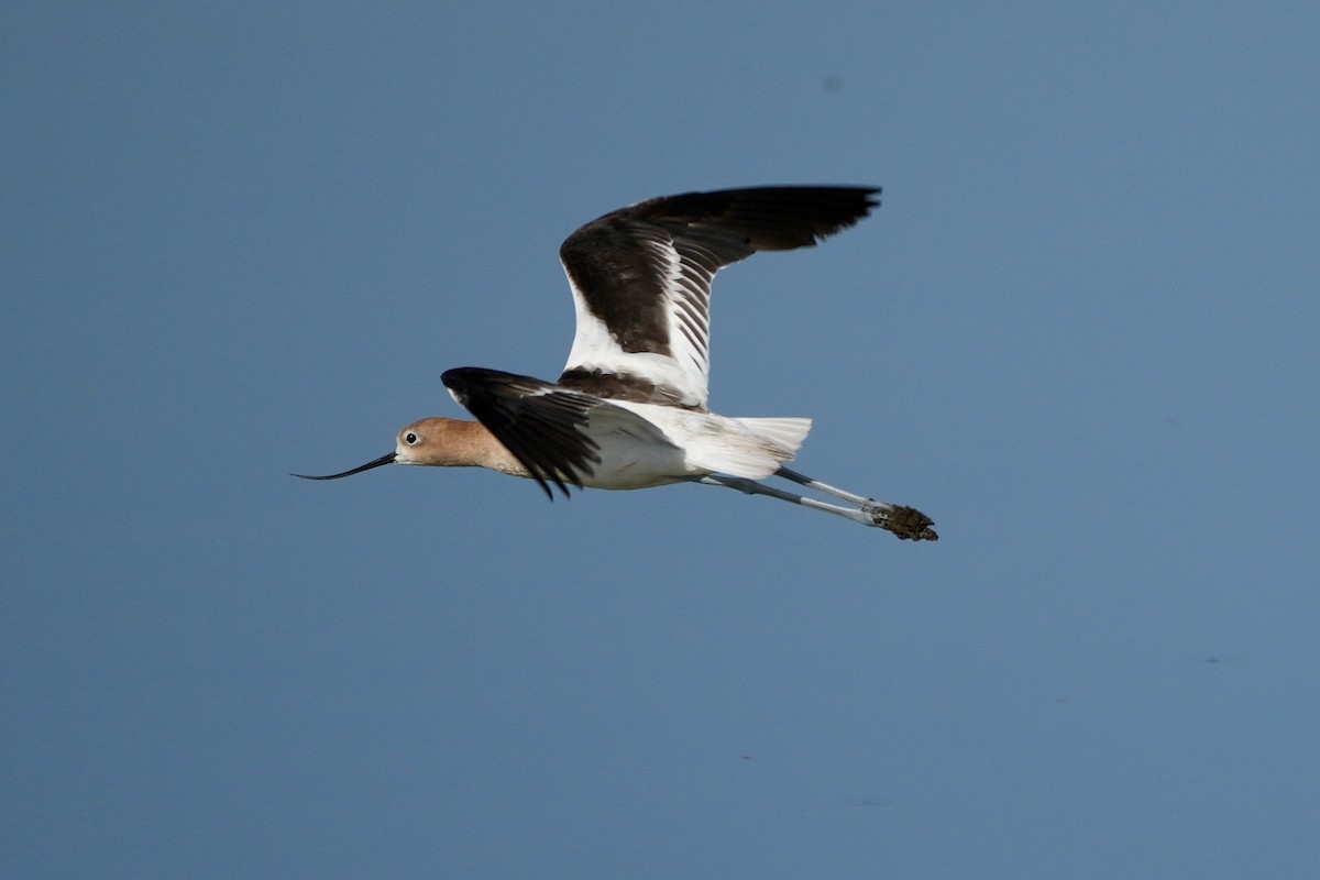 American Avocet - ML638487089