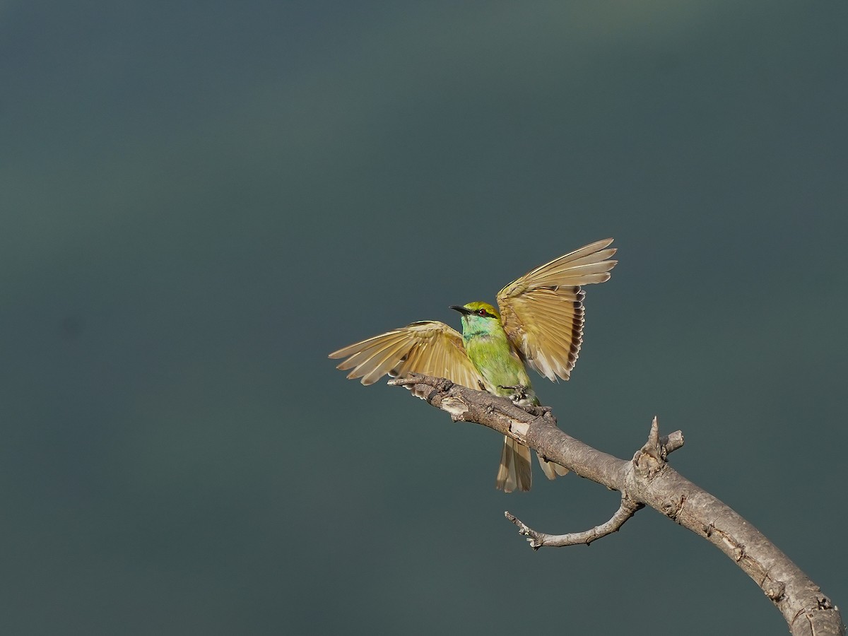 Asian Green Bee-eater - ML638487096