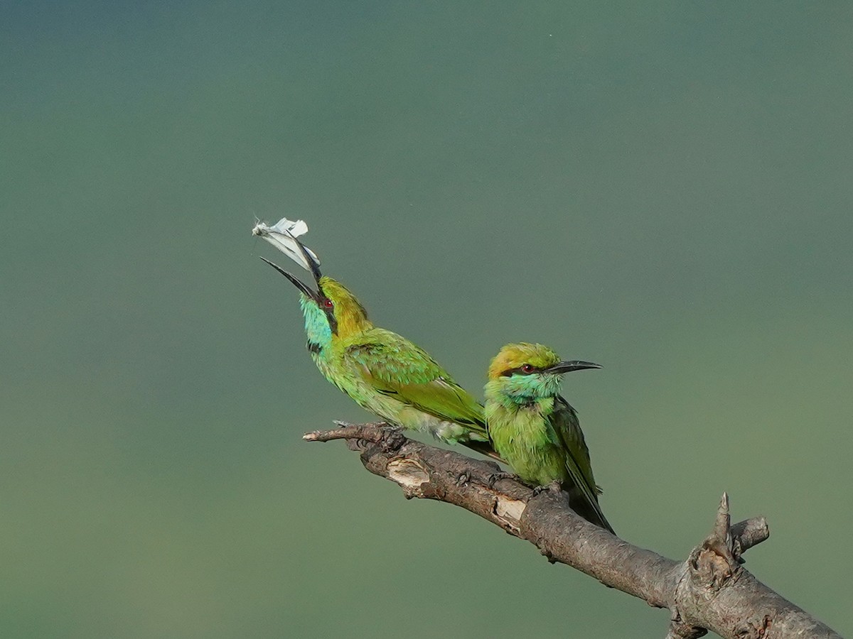 Asian Green Bee-eater - ML638487097