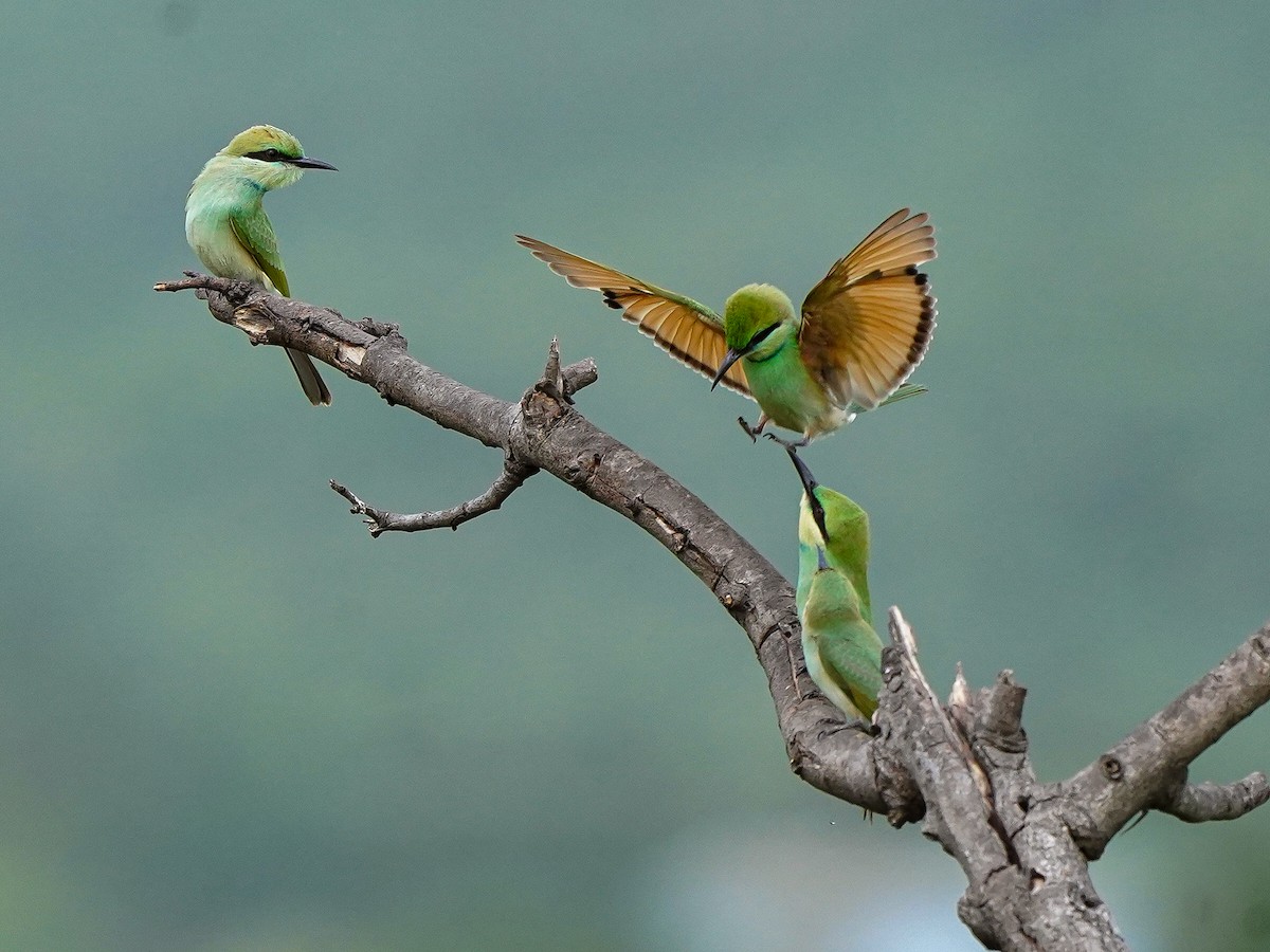 Asian Green Bee-eater - ML638487099