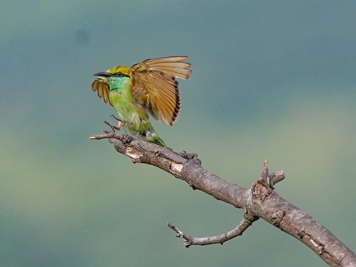Asian Green Bee-eater - ML638487100