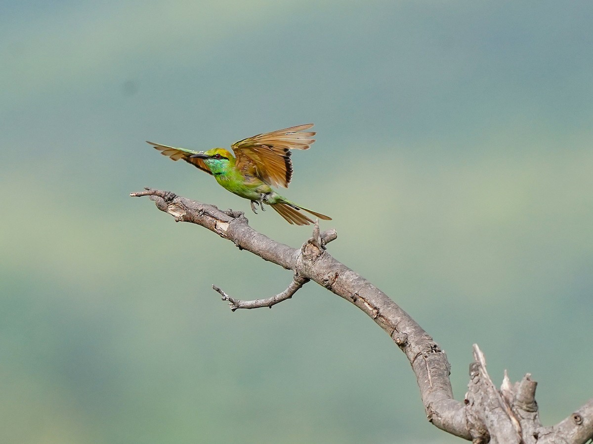 Asian Green Bee-eater - ML638487101