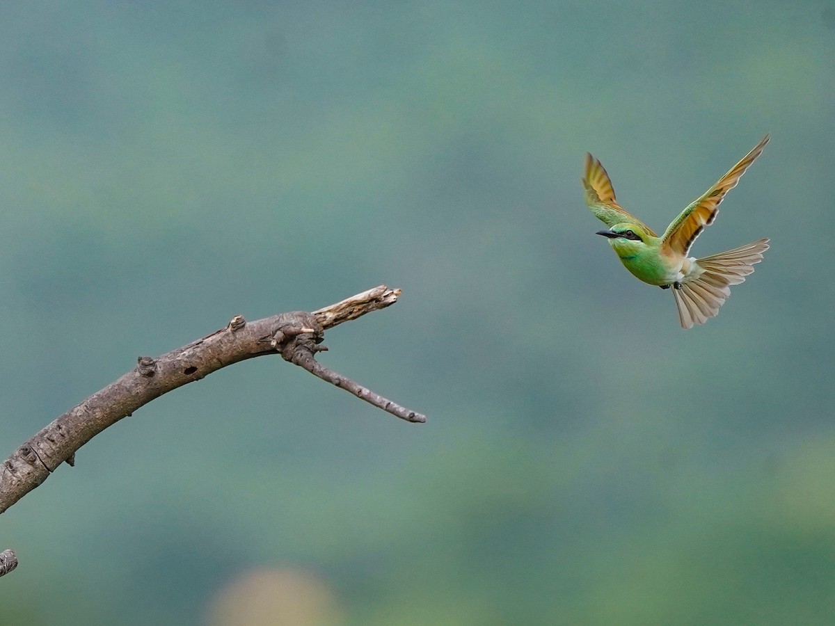 Asian Green Bee-eater - ML638487102