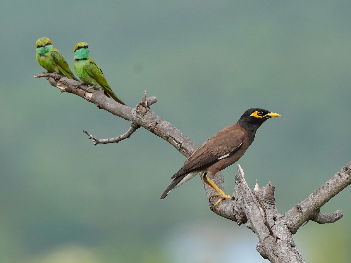 Asian Green Bee-eater - ML638487103