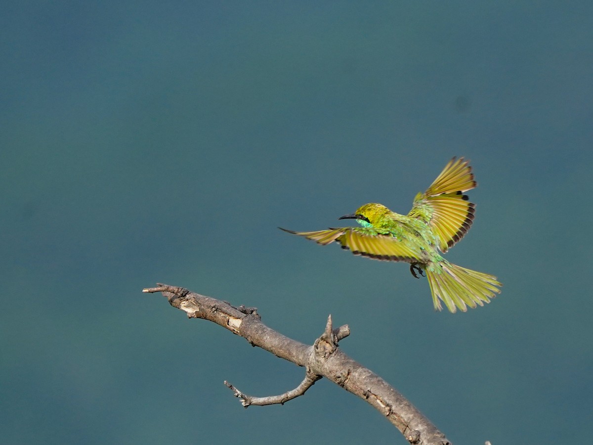 Asian Green Bee-eater - ML638487105