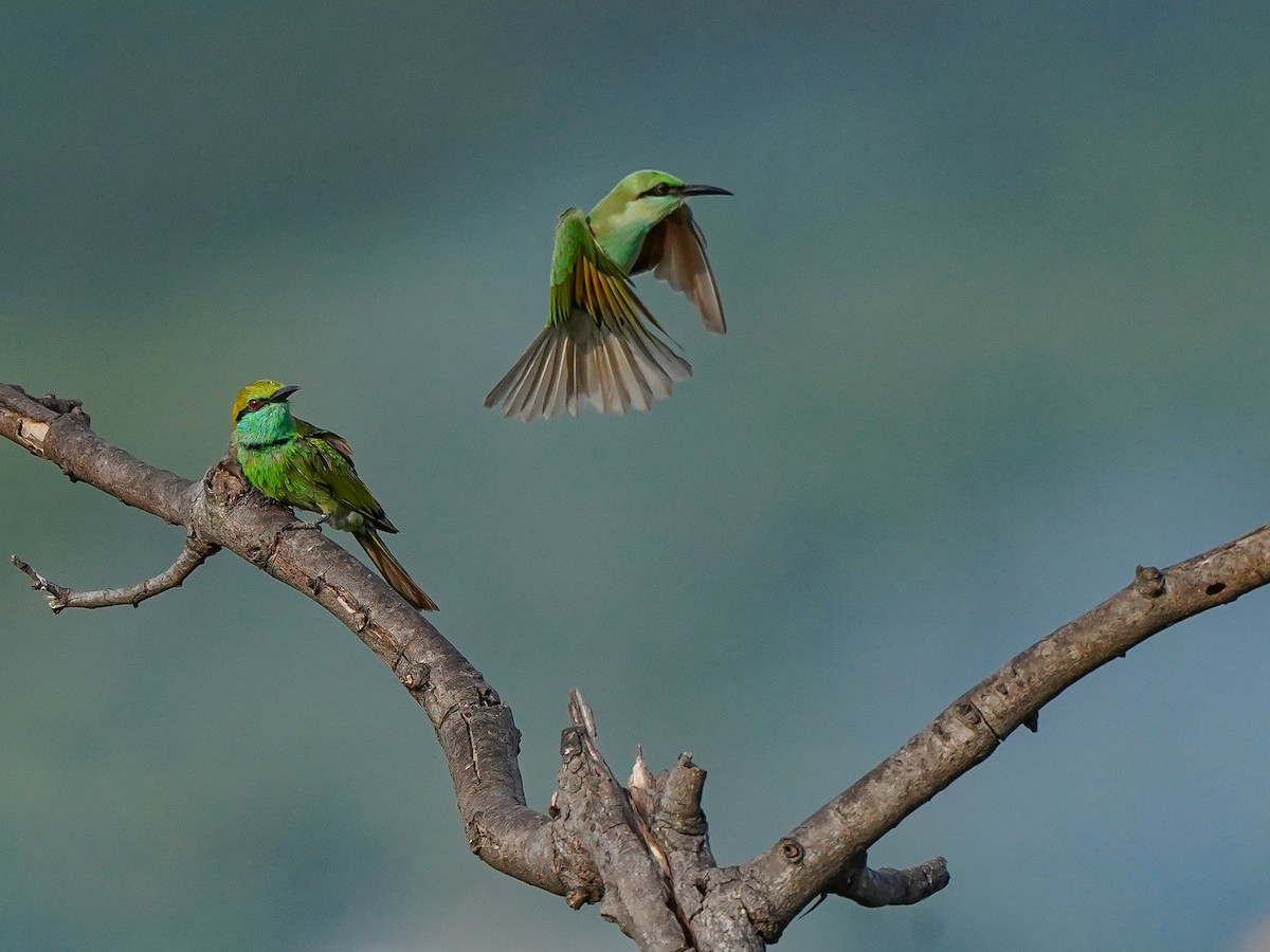 Asian Green Bee-eater - ML638487106