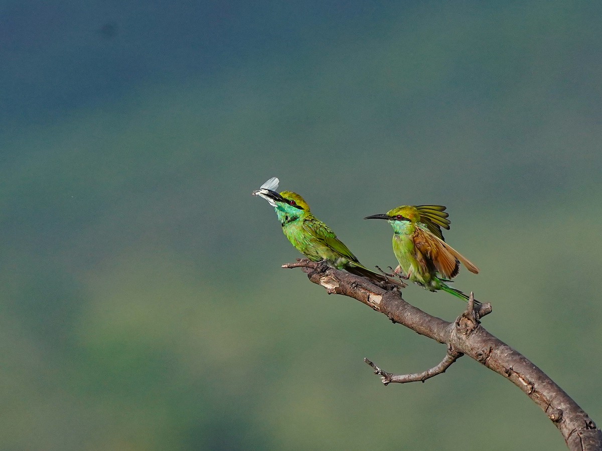Asian Green Bee-eater - ML638487107
