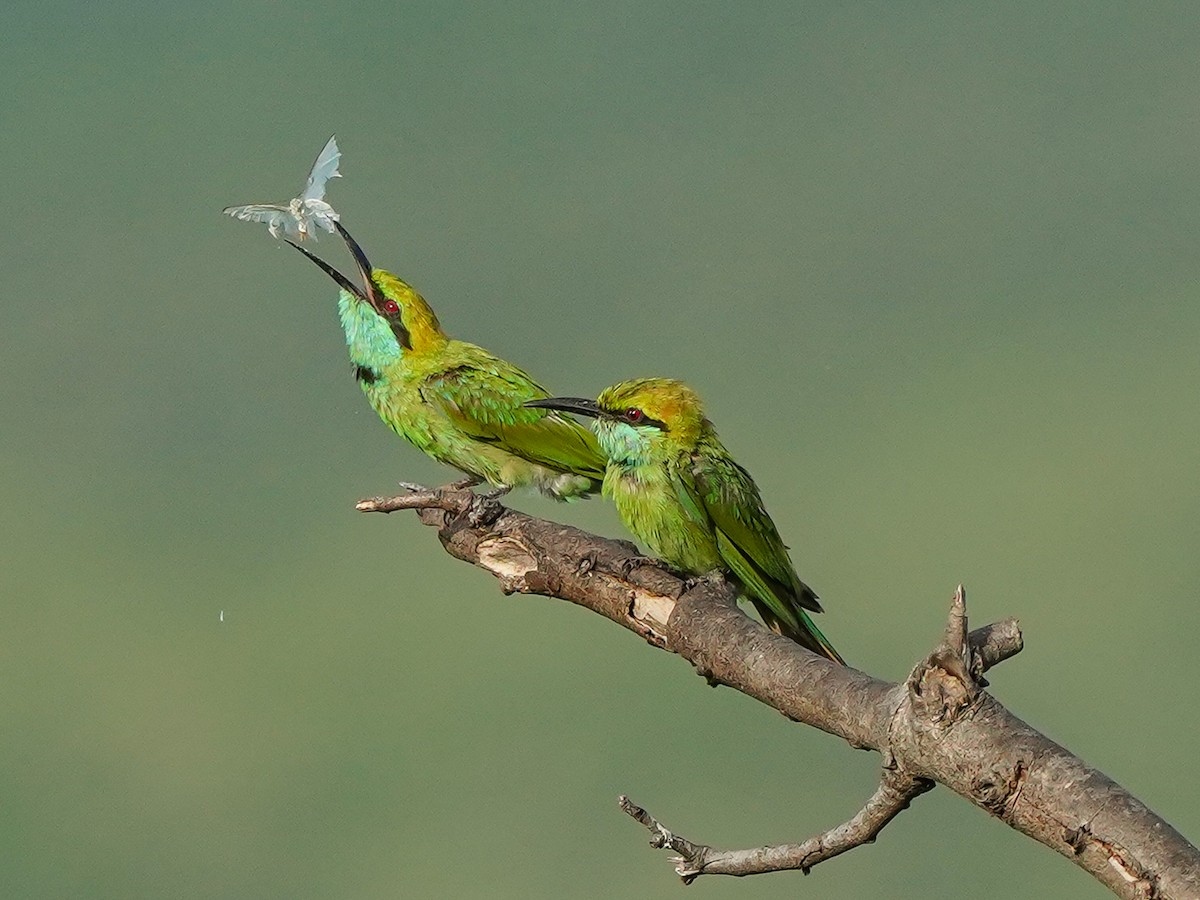 Asian Green Bee-eater - ML638487108