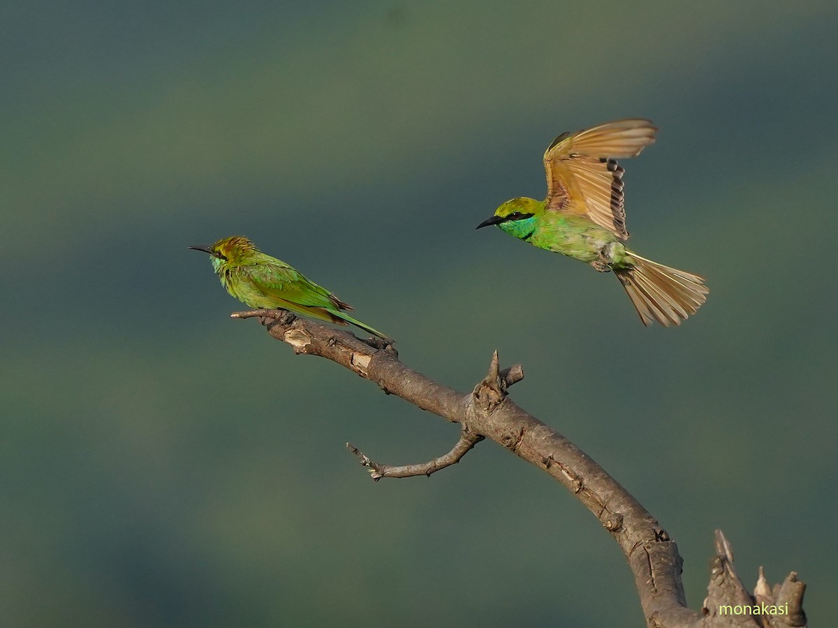 Asian Green Bee-eater - ML638487109