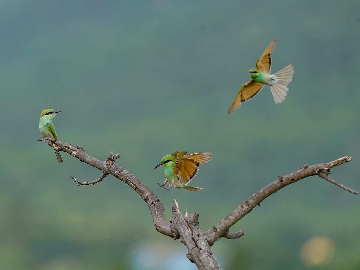 Asian Green Bee-eater - ML638487110