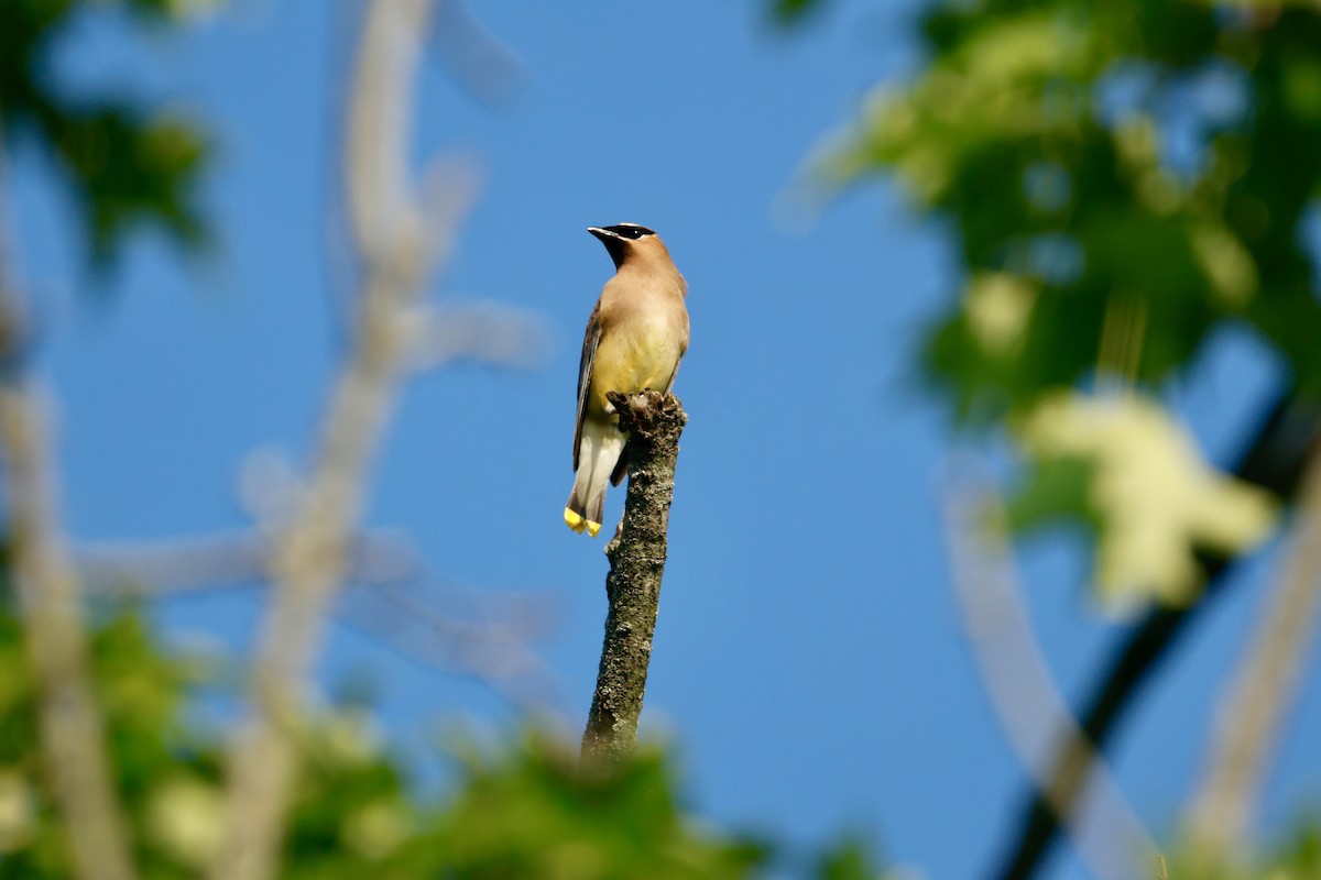 Cedar Waxwing - ML638487120