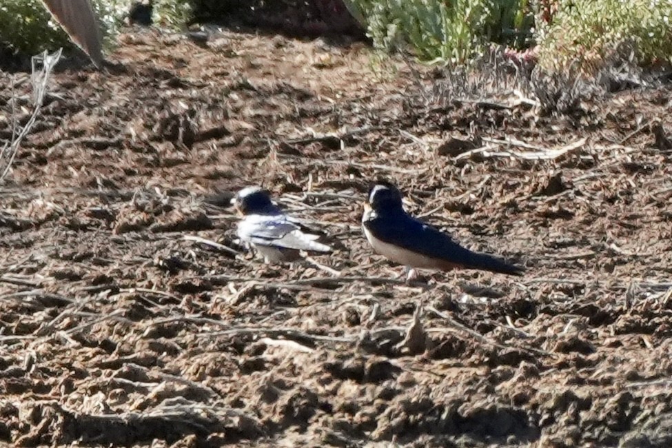 Barn Swallow - ML638487121