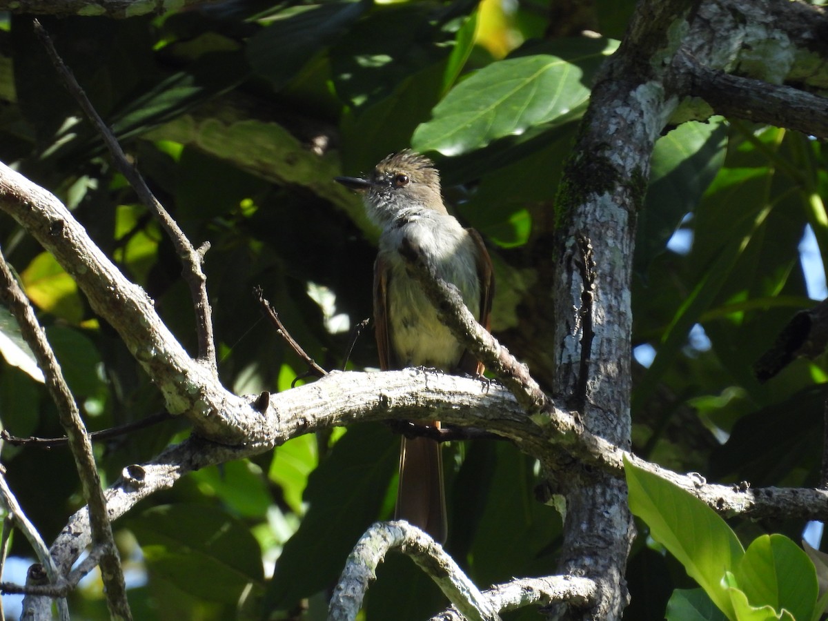 Rufous-tailed Flycatcher - ML638487122