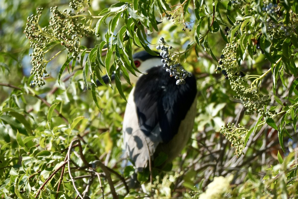 Black-crowned Night Heron - ML638487124
