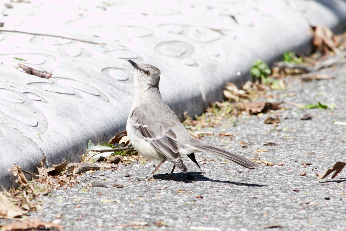 Northern Mockingbird - ML638487125