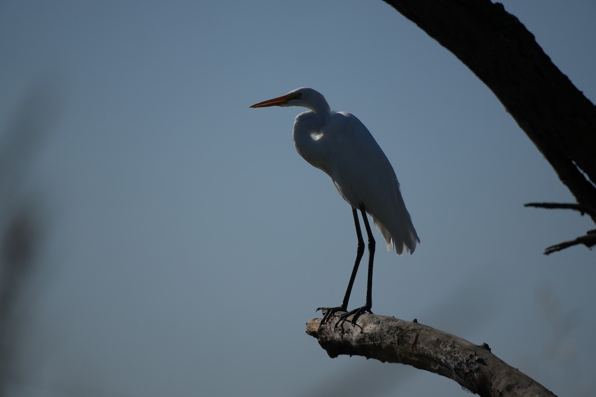 Great Egret (American) - ML638487129