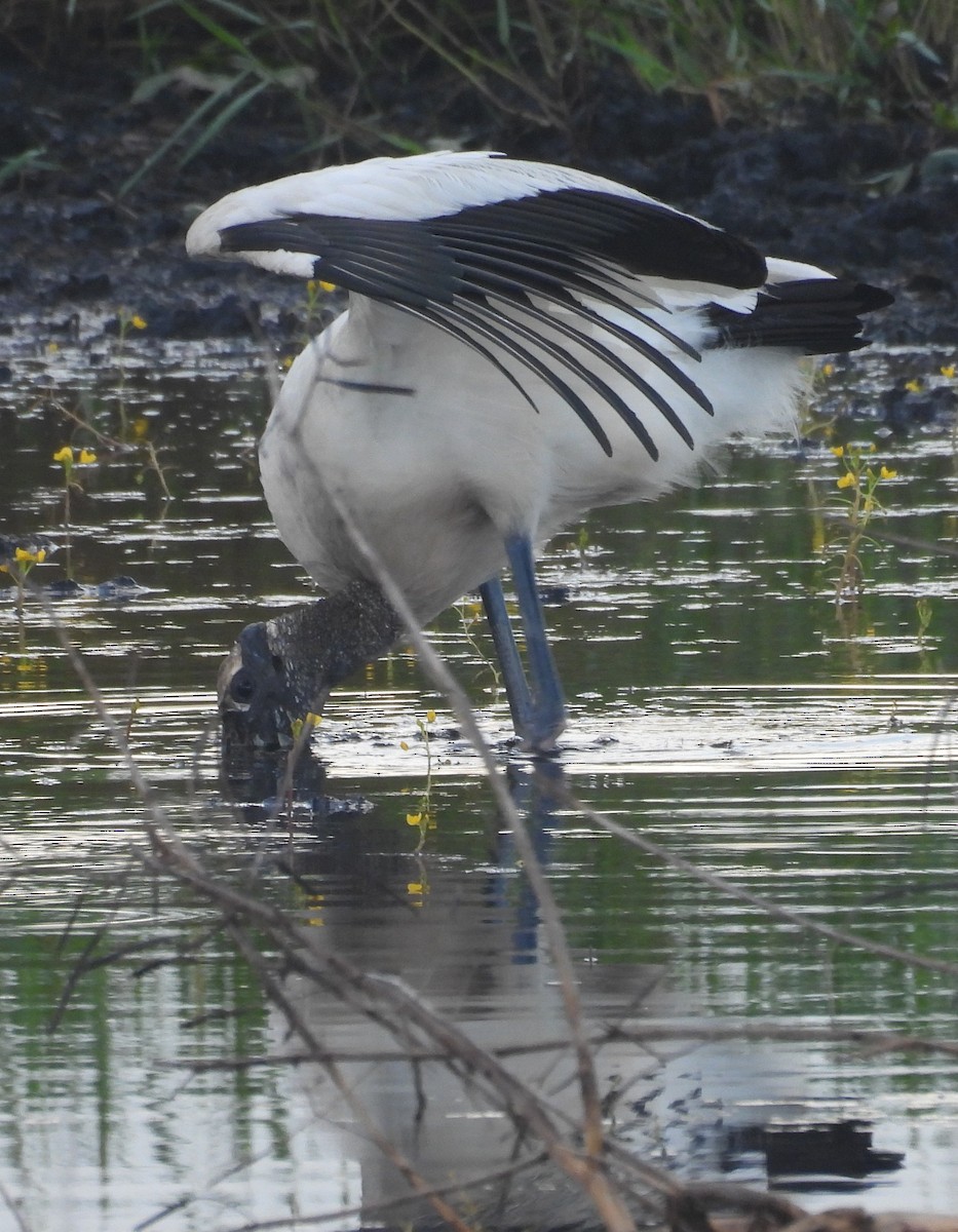 Wood Stork - ML638487133