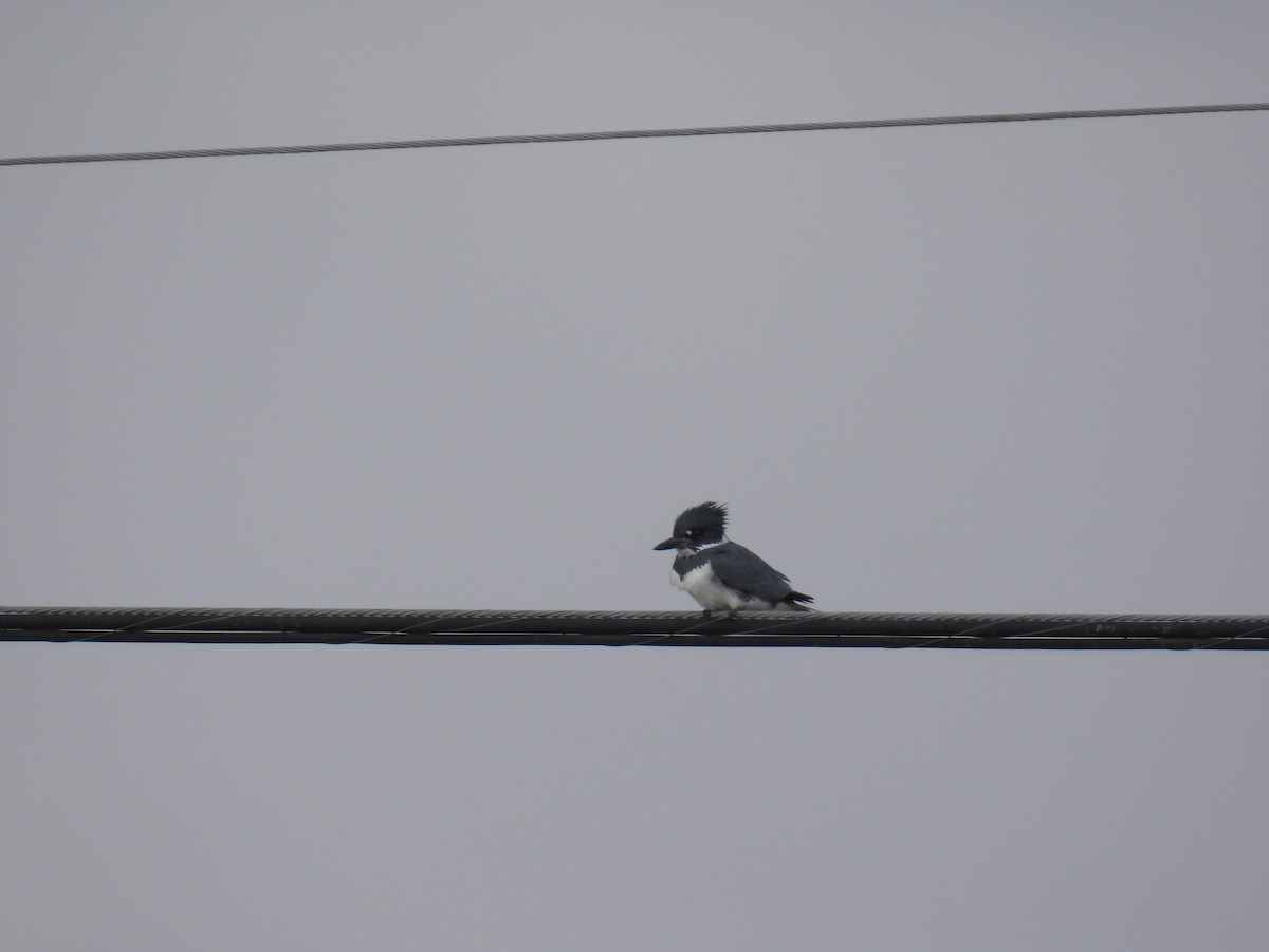 Belted Kingfisher - ML638487136