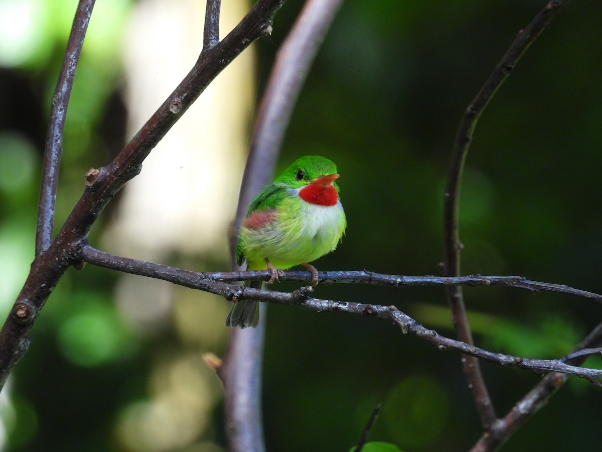 Jamaican Tody - ML638487137