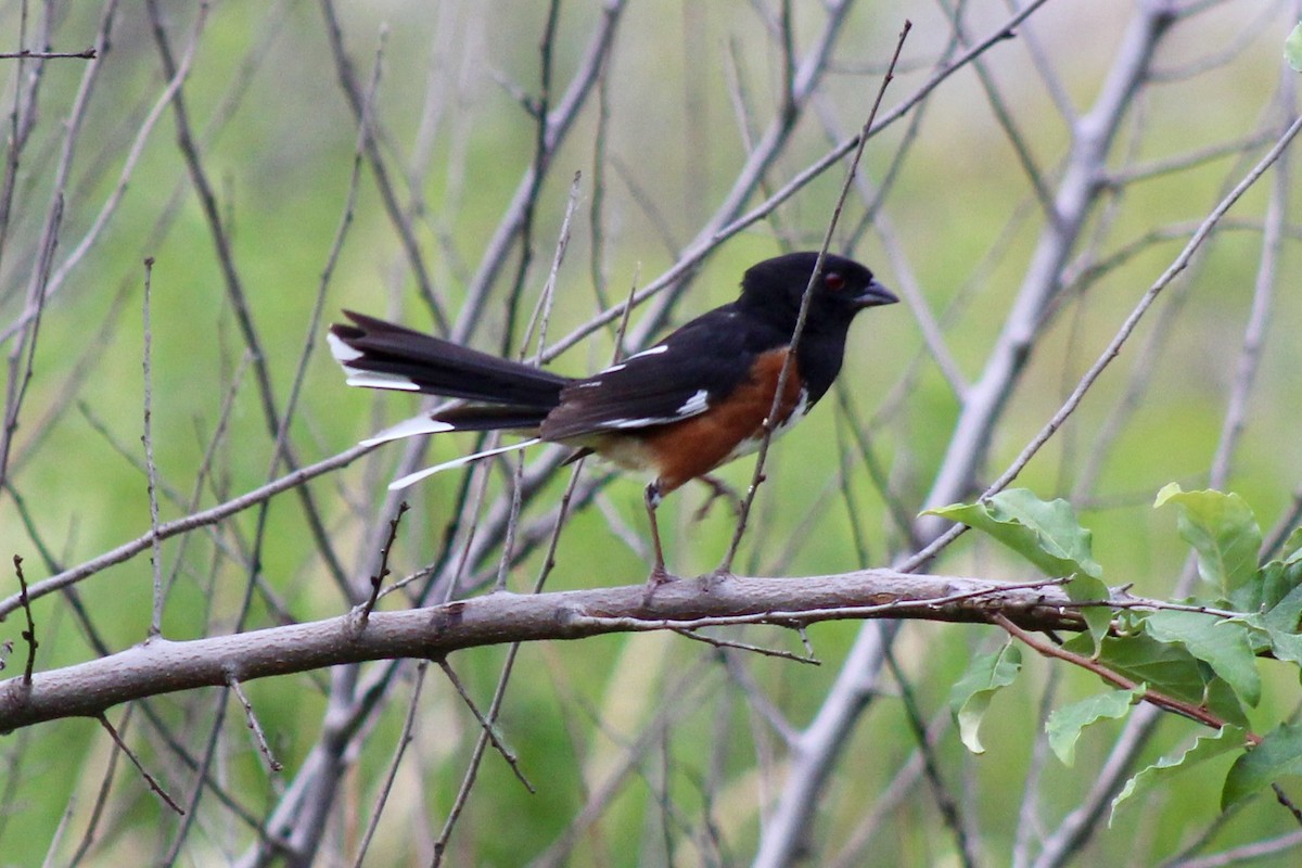 Eastern Towhee - ML638487151