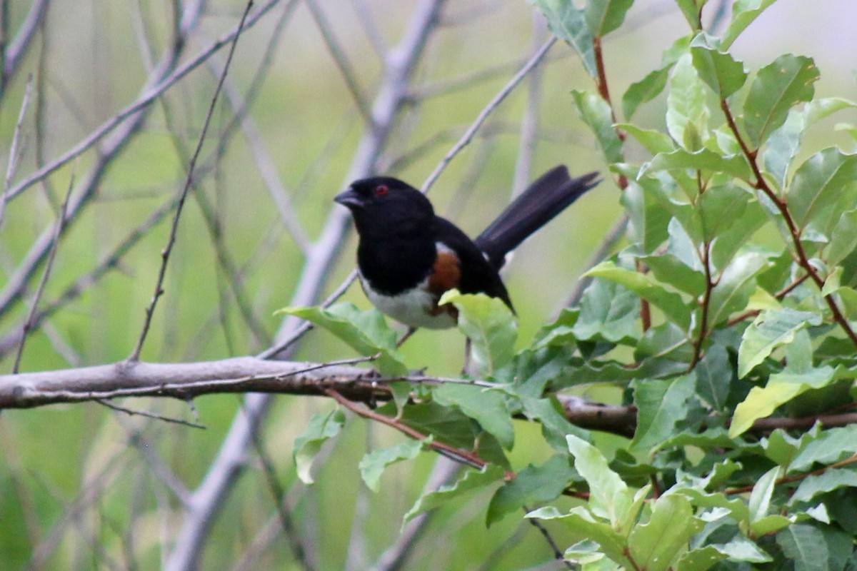 Eastern Towhee - ML638487152