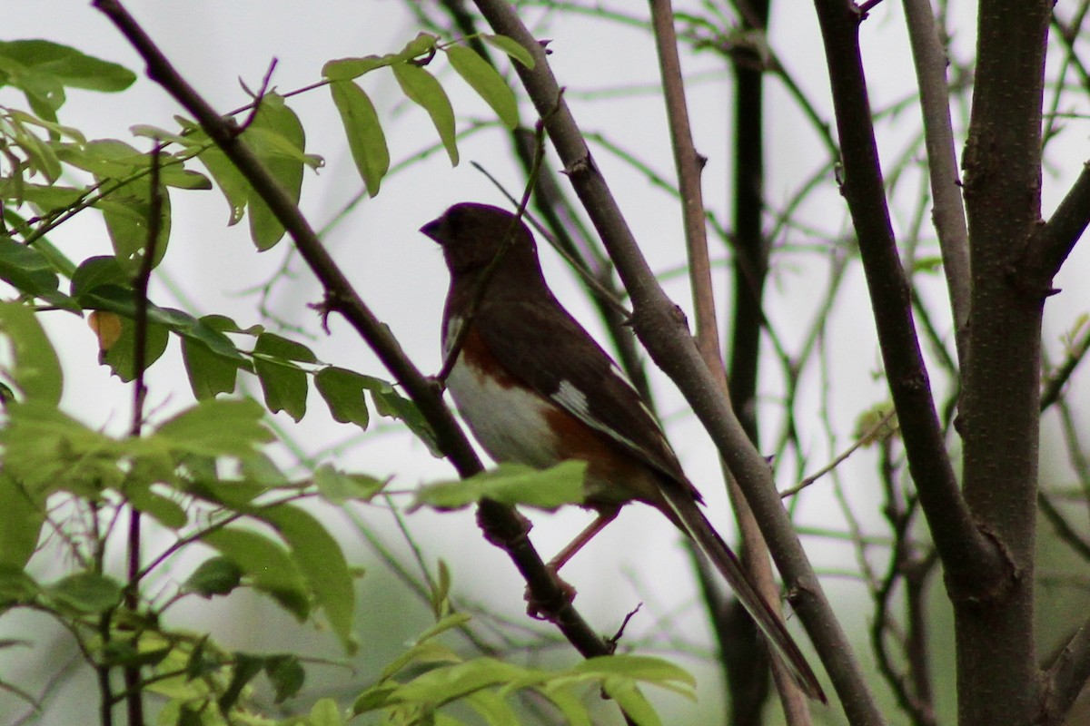 Eastern Towhee - ML638487153