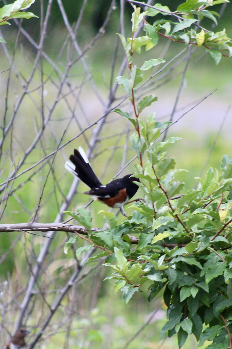 Eastern Towhee - ML638487154
