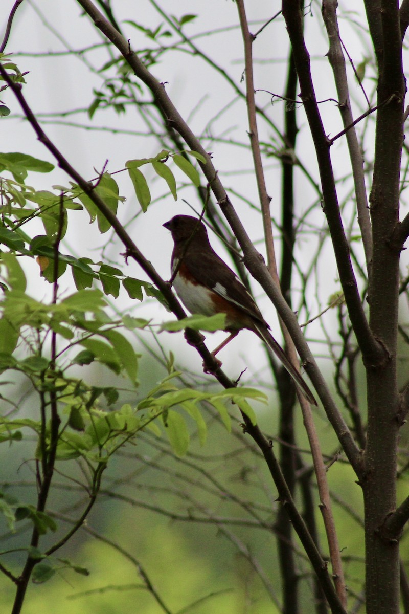 Eastern Towhee - ML638487155