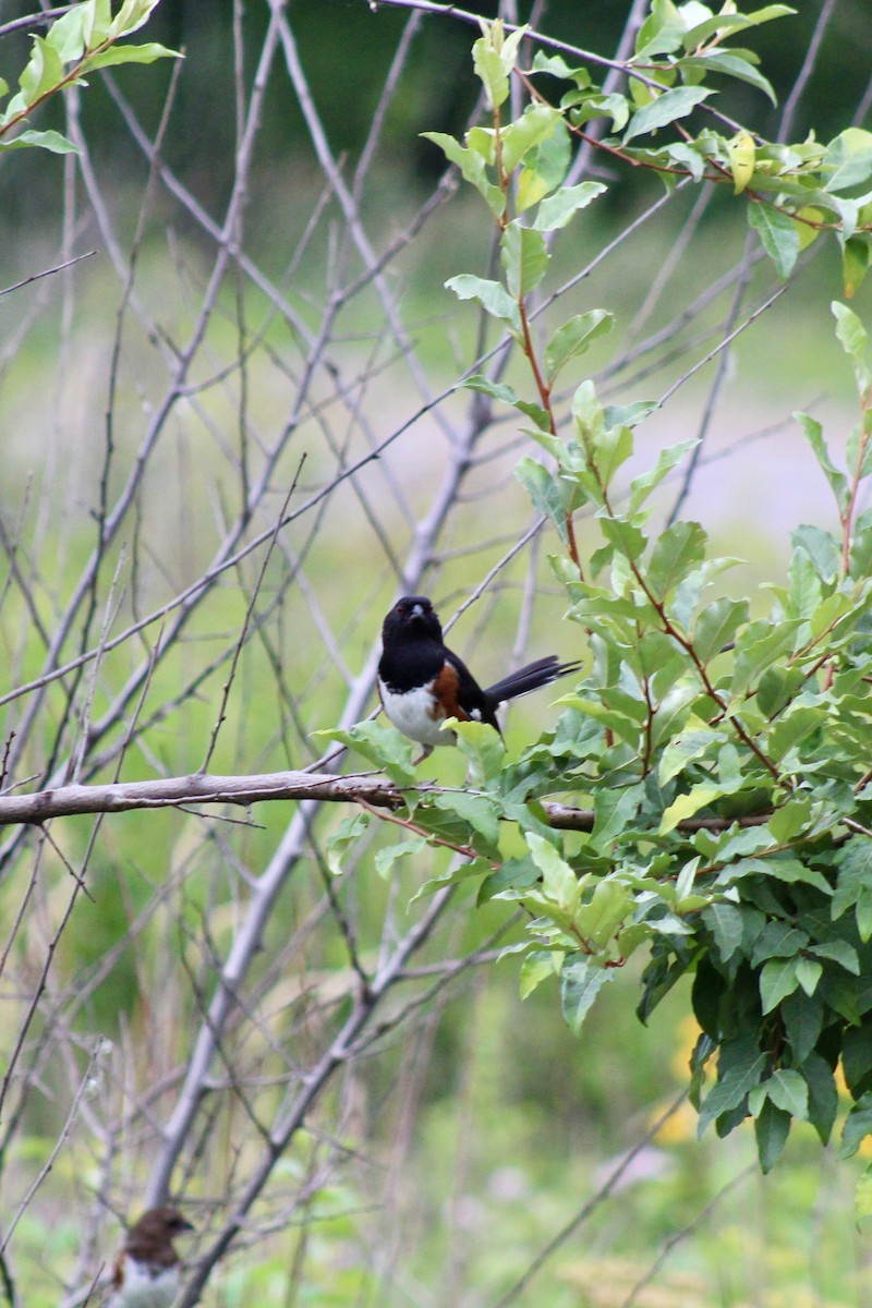 Eastern Towhee - ML638487156