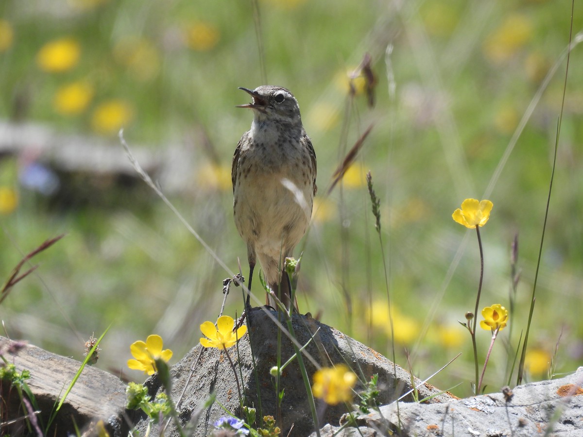 Water Pipit - ML638487157